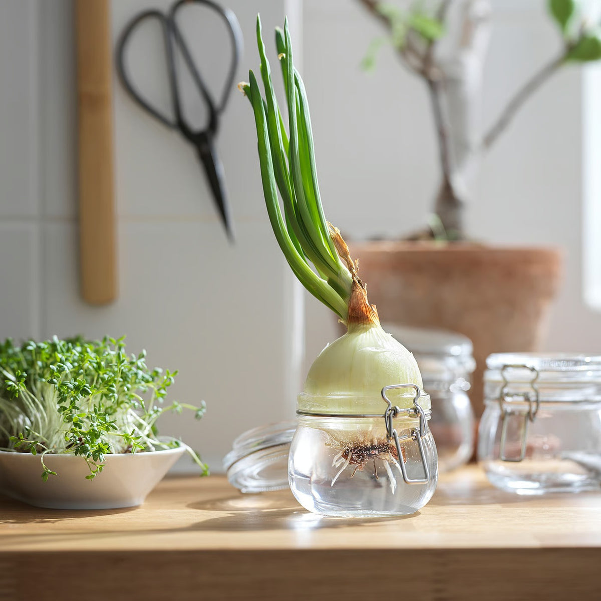 (6 Piece) IKEA KORKEN Jar with lid, clear glass, 0.5 l (17 oz)