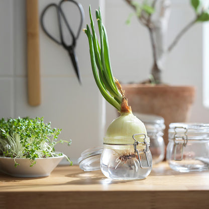 (6 Piece) IKEA KORKEN Jar with lid, clear glass, 0.5 l (17 oz)