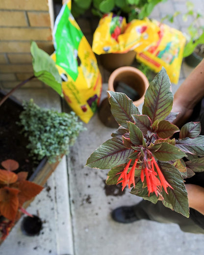 Miracle-Gro All Purpose Potting Soil Mix