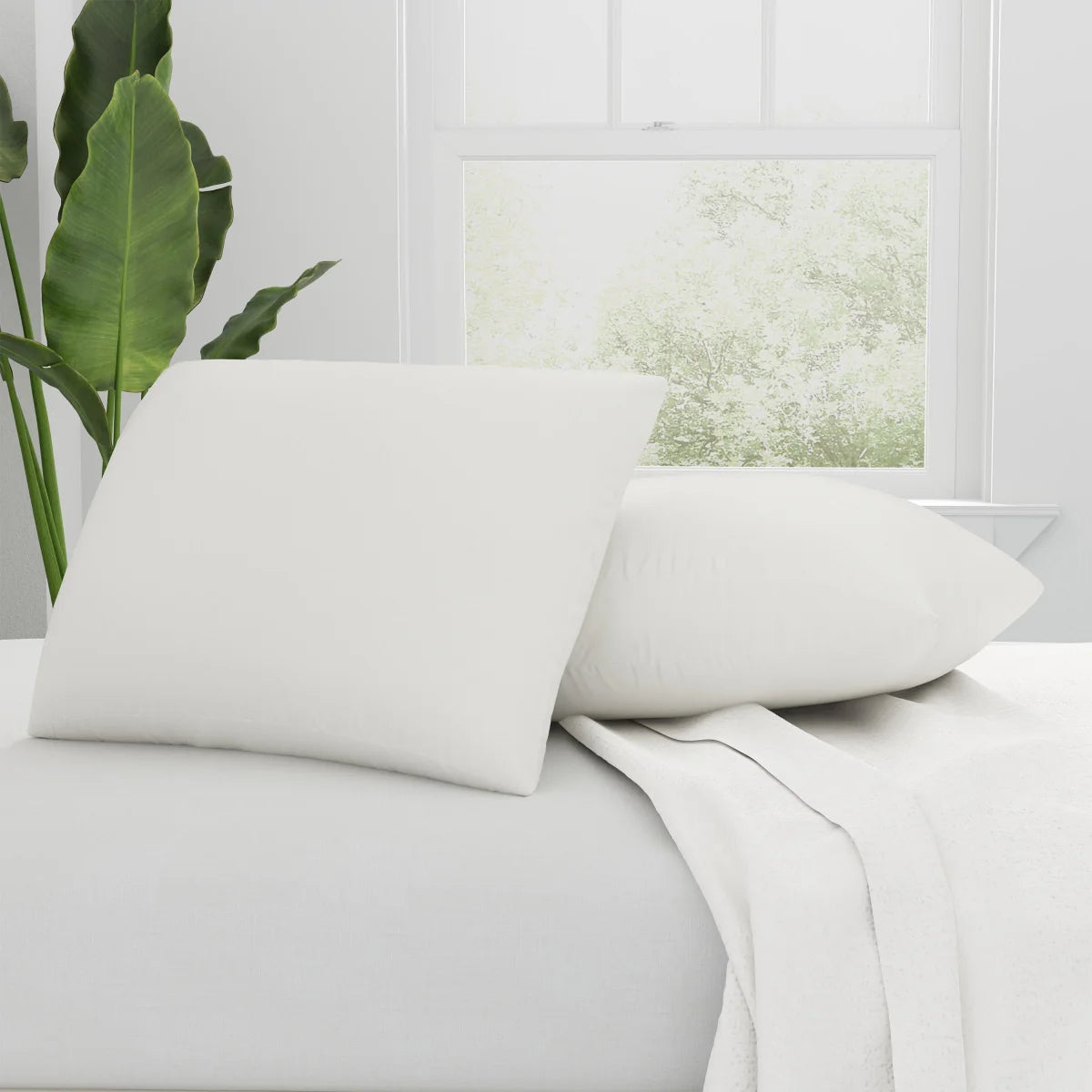 Sealy 2-Pack Organic Pillows