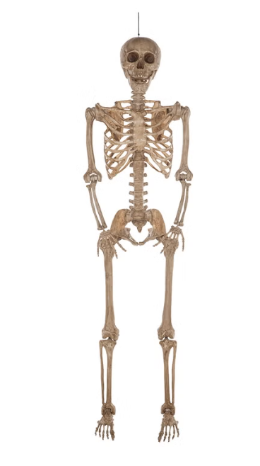 Halloween 7 ft Poseable Skeleton Decoration, Realistic Life-Size Indoor Halloween Display